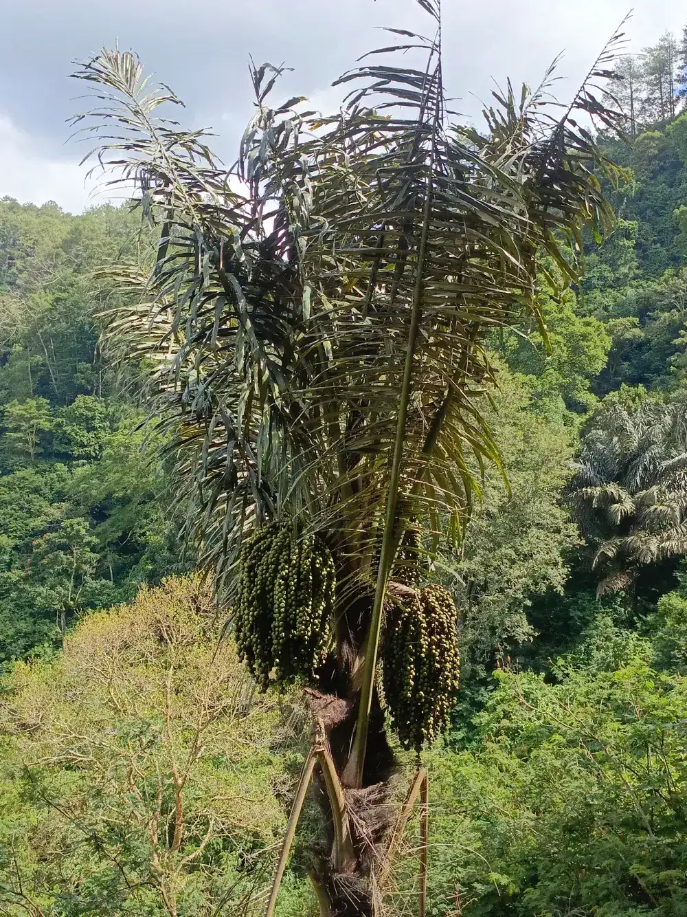Pohon aren dengan pelepah panjang
