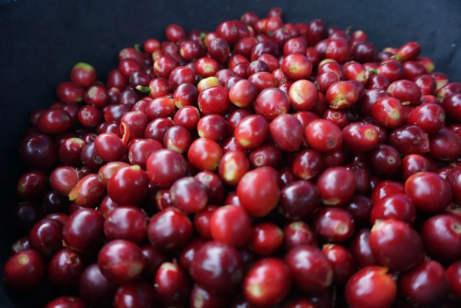 Tumpukan buah kopi merah matang