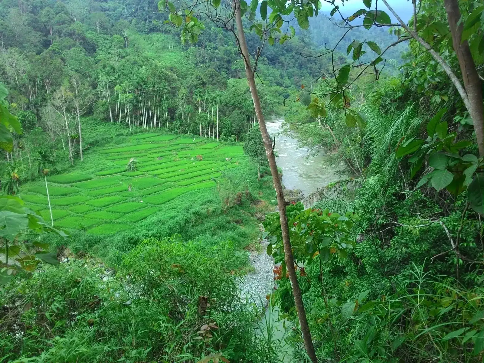 Sawah dan sungai di lembah berhutan