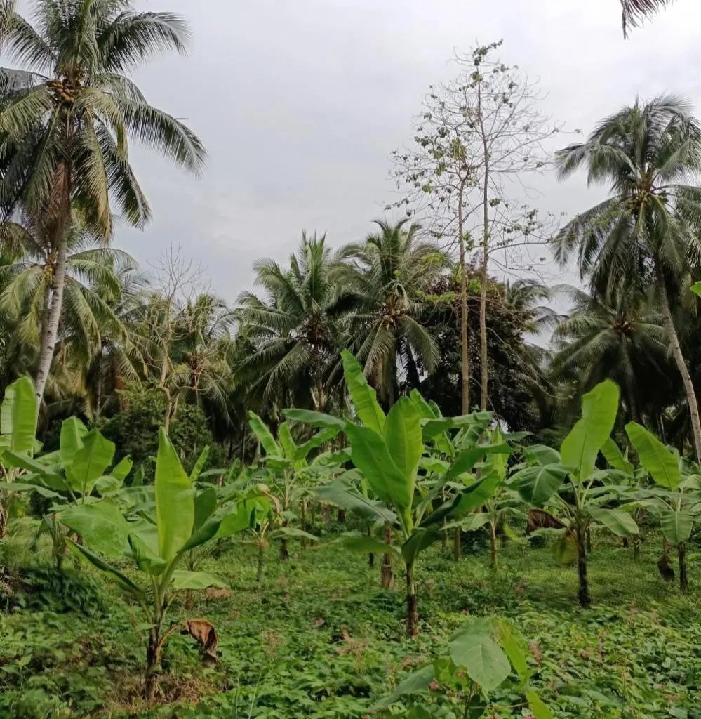 Bananas growing between coconut palms