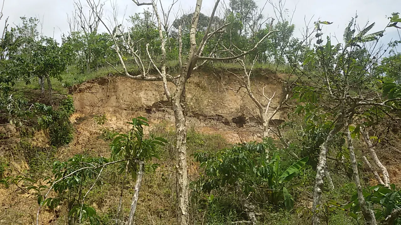Tebing tanah tererosi di antara pohon