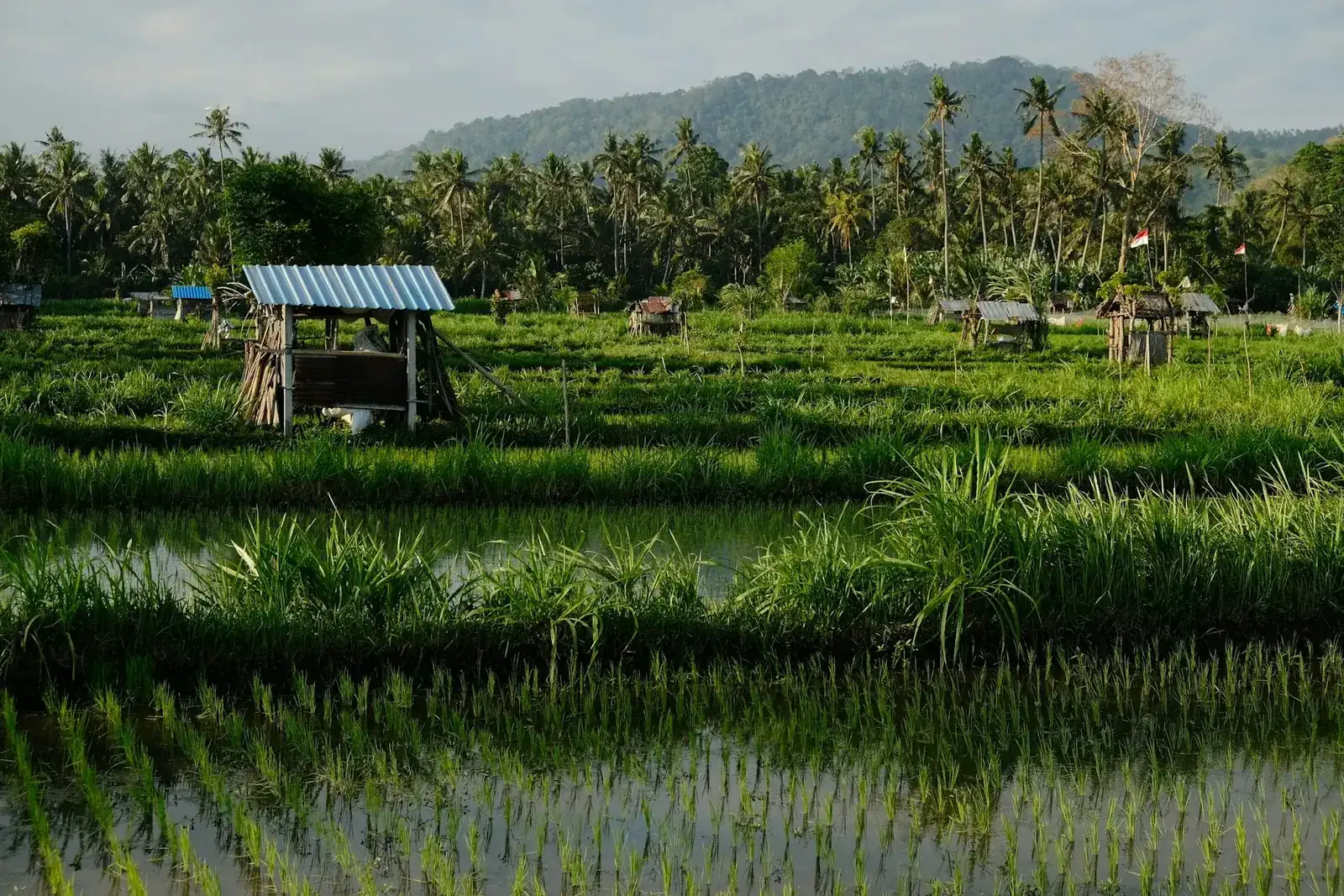 Rice fields and coconut palms at the foot of a hill