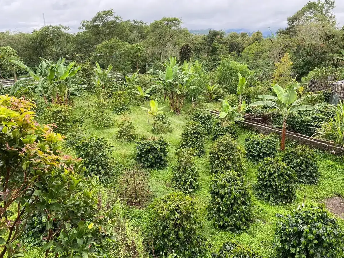 Kebun berlapis berisi lada, pisang, dan pohon