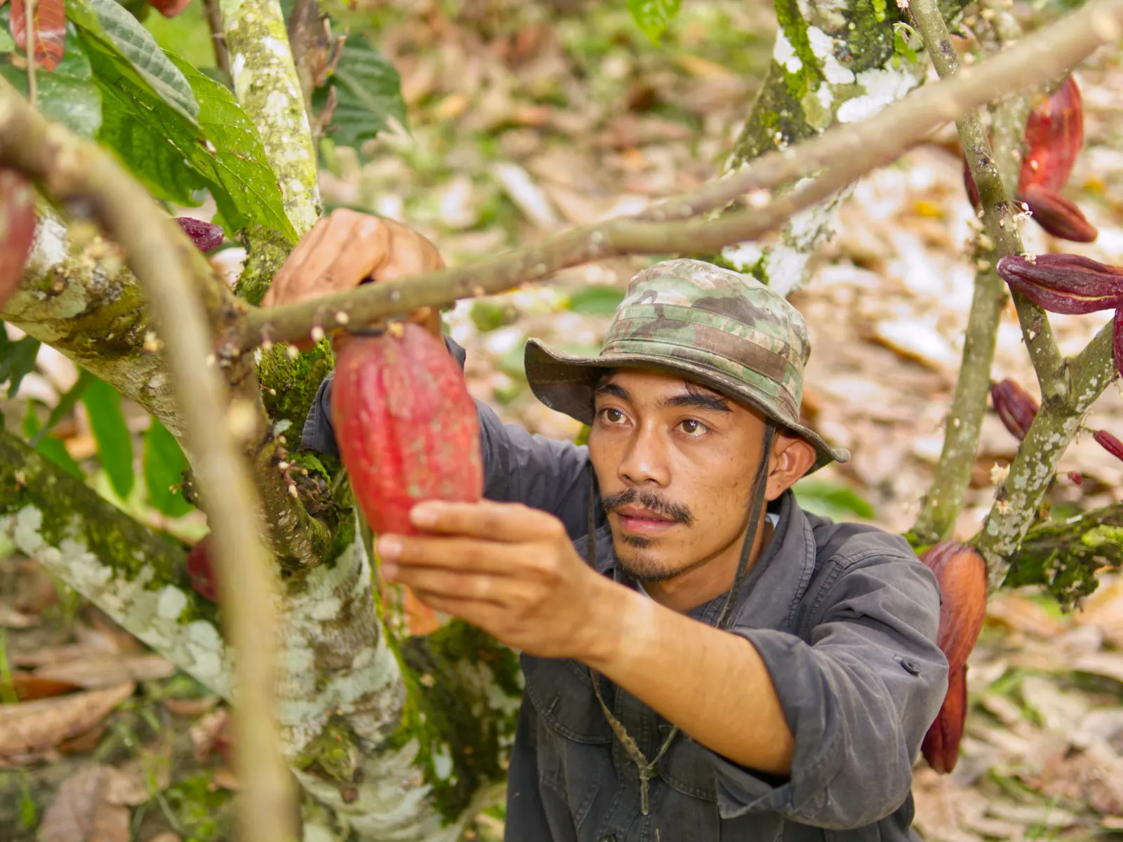 Petani memeriksa buah kakao di pohon