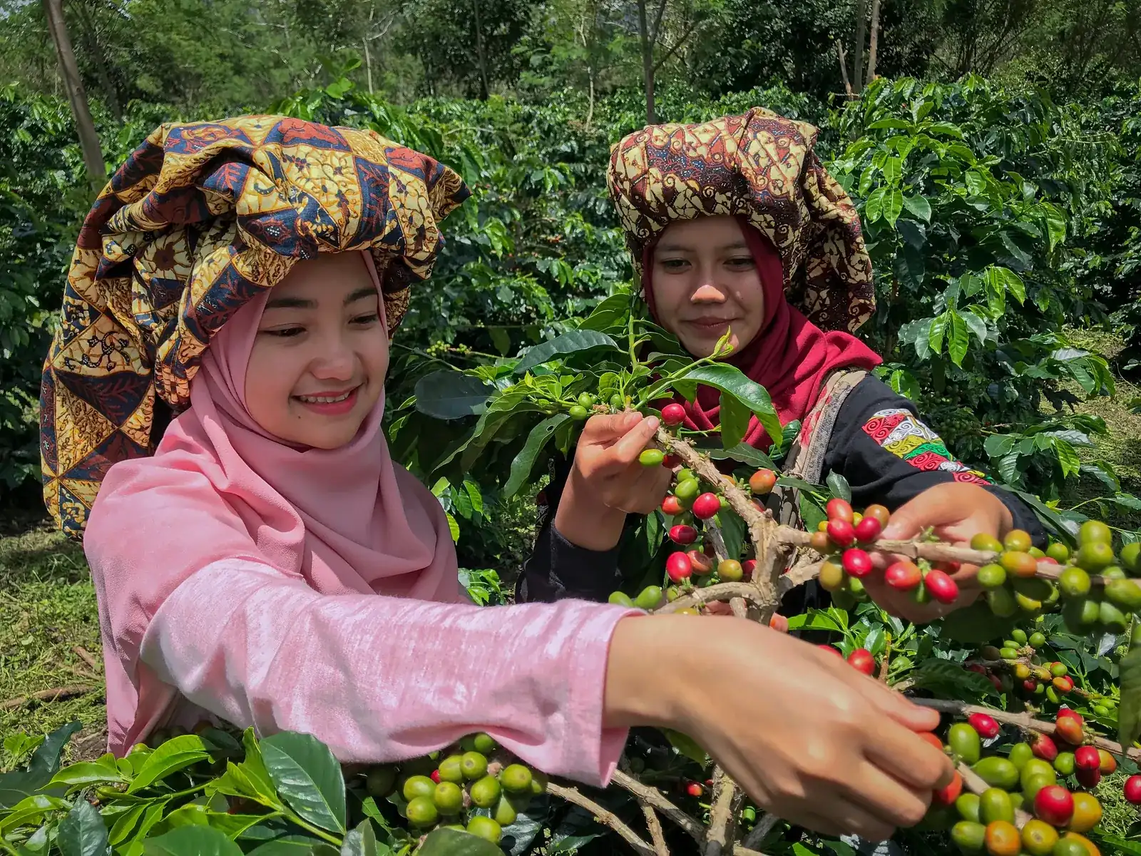 Dua petani perempuan memetik buah kopi merah