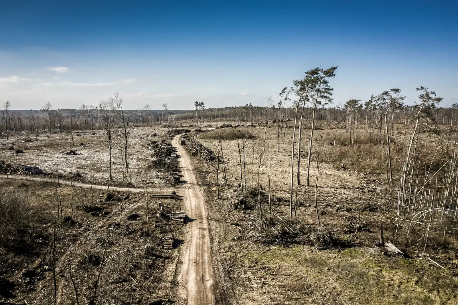 Cleared land with dead trunks and a dirt track