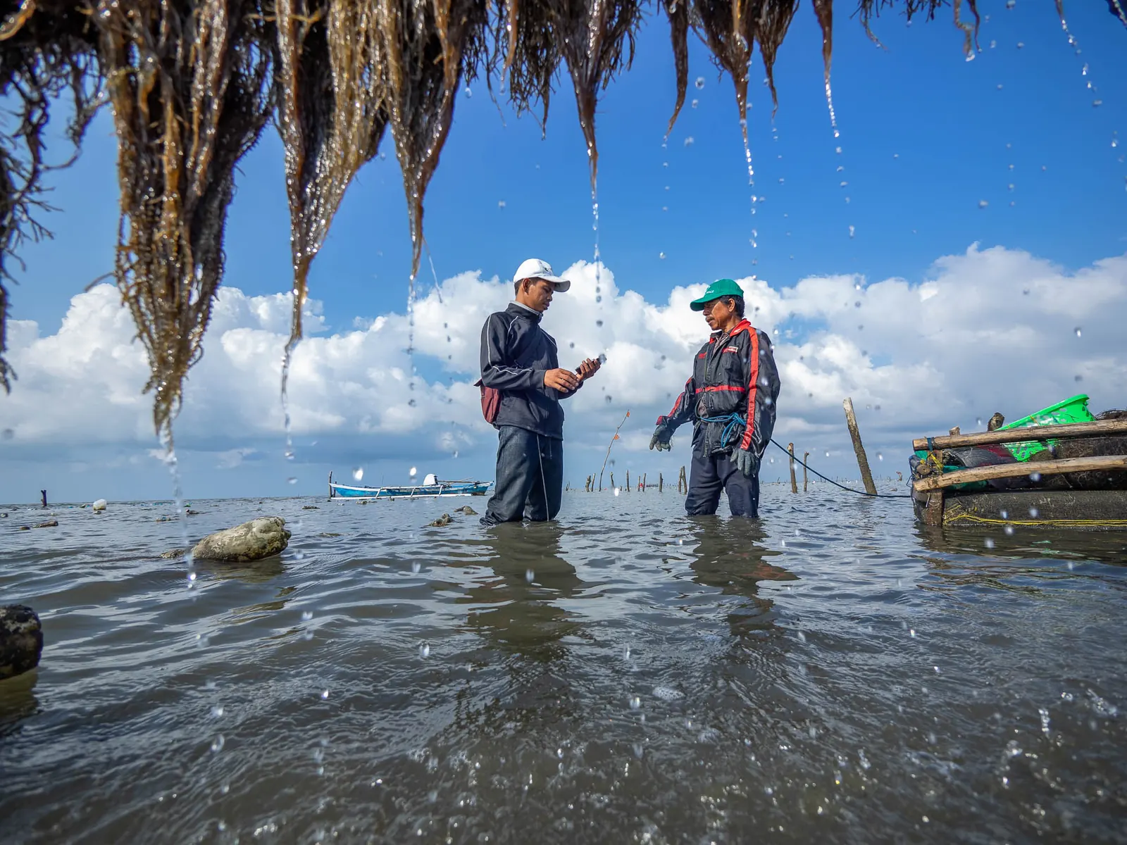 Dua pembudidaya rumput laut berdiri di air dangkal